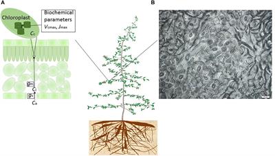 Bridging Drought Experiment and Modeling: Representing the Differential Sensitivities of Leaf Gas Exchange to Drought